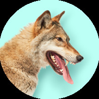 Предпринимай на всю голову — Волки